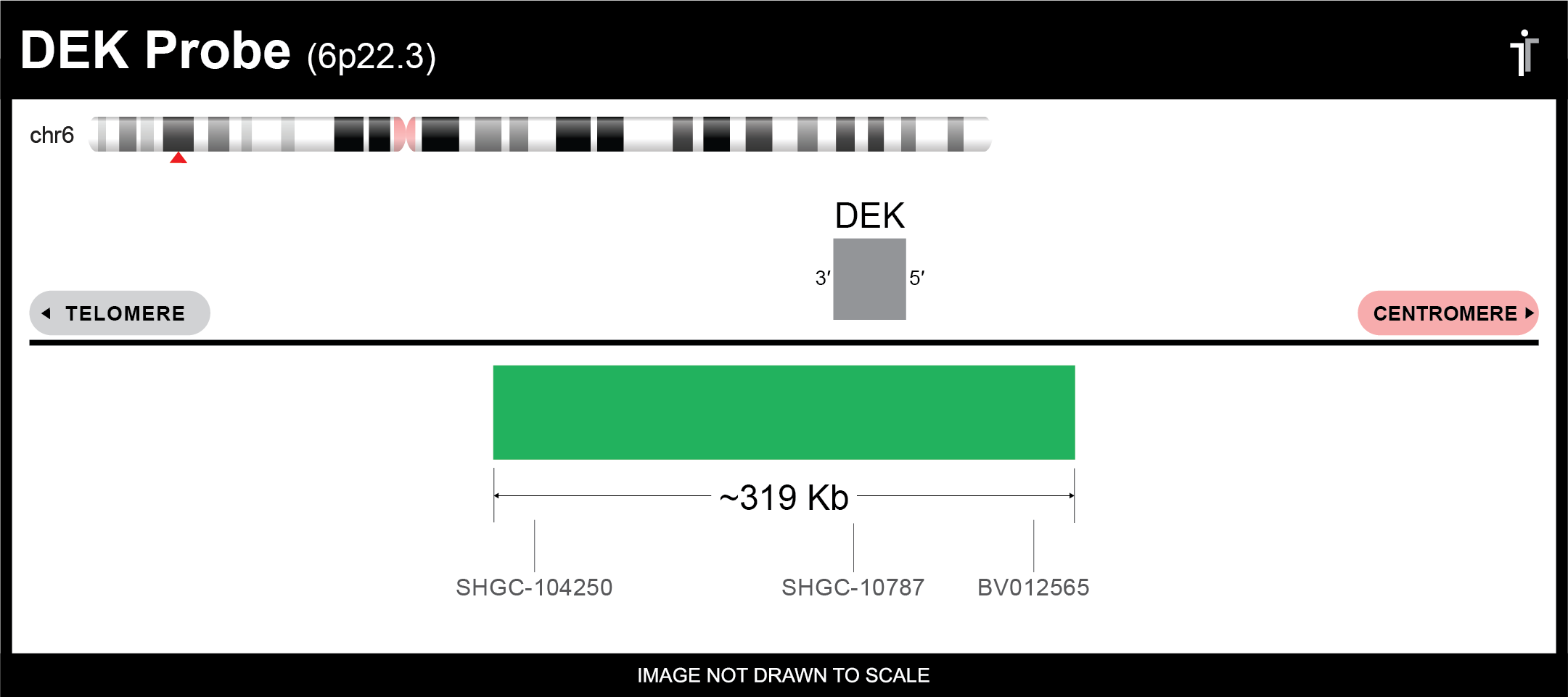 DEK probe ideogram