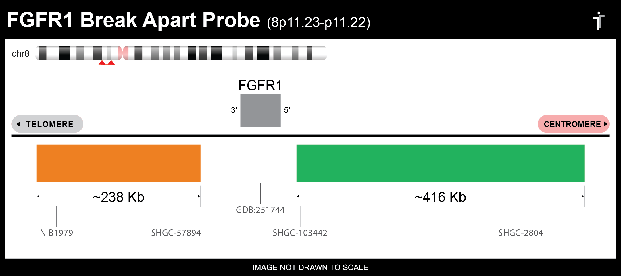 FGFR1 Break Apart FISH Probe Ideogram