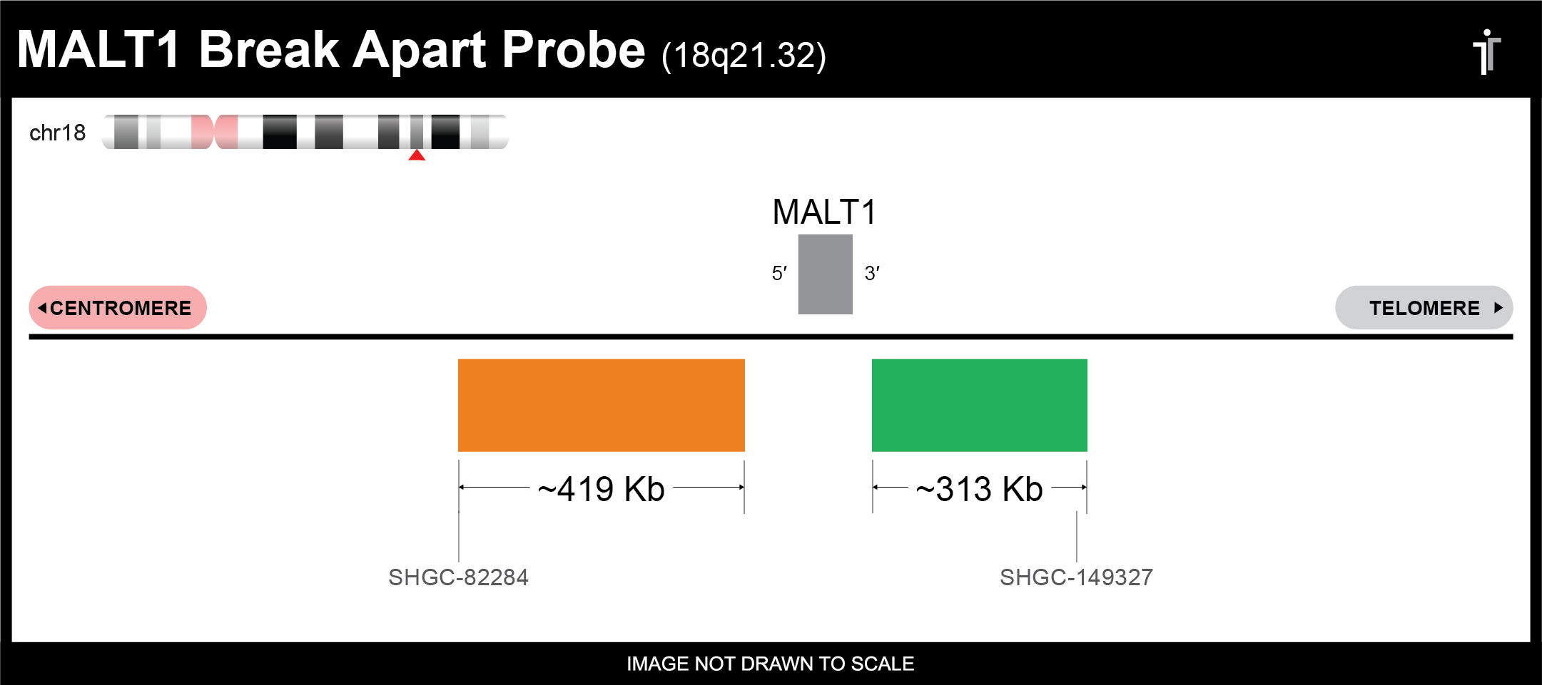 MALT1 Break Apart FISH Probe Ideogram