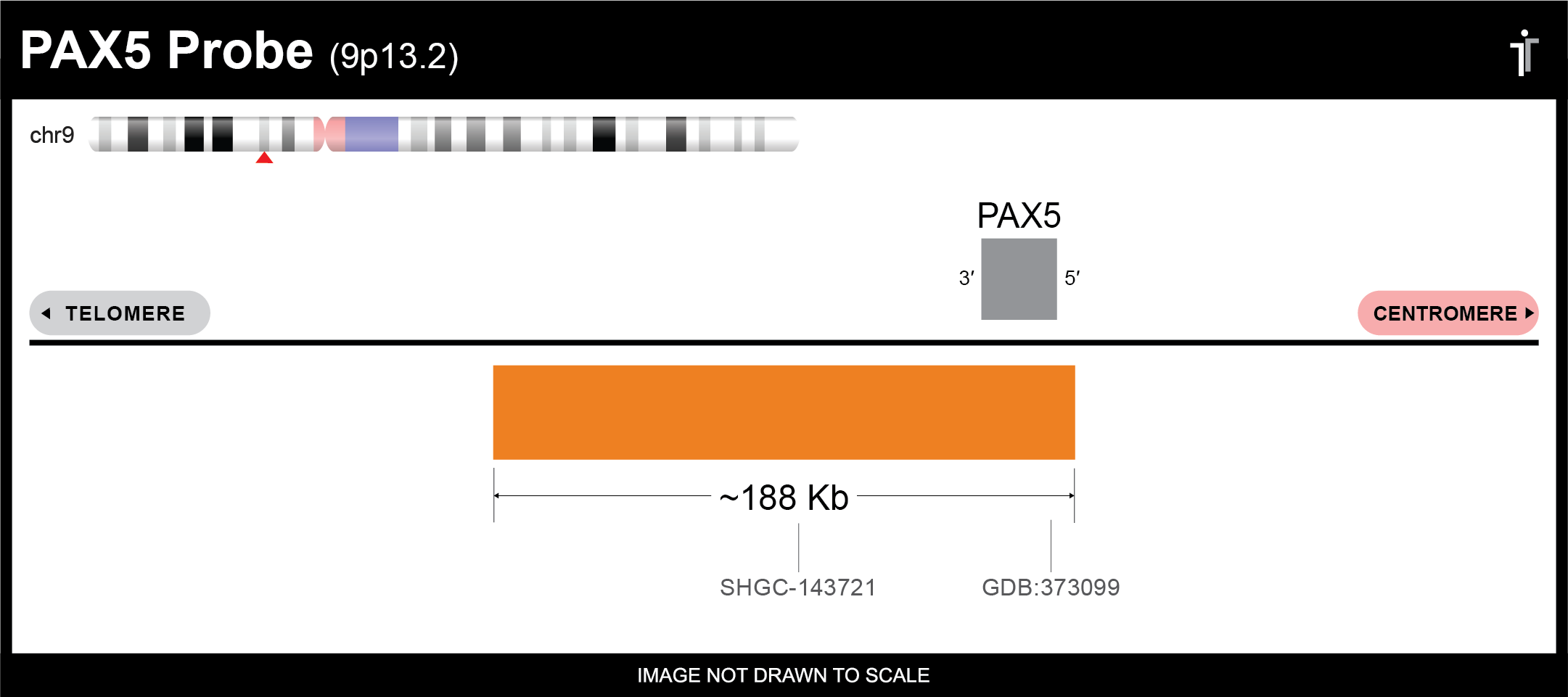 PAX5 FISH Probe Ideogram