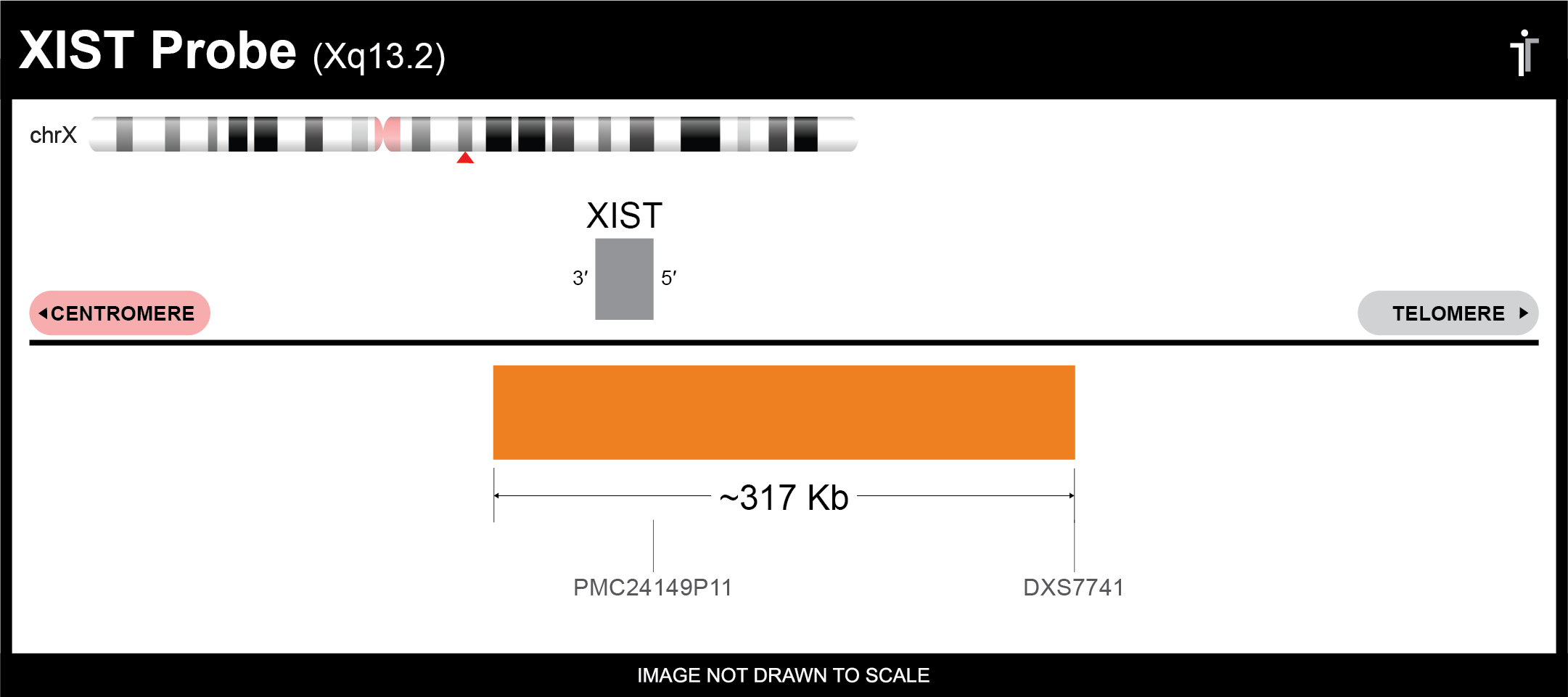 XIST FISH Probe Ideogram