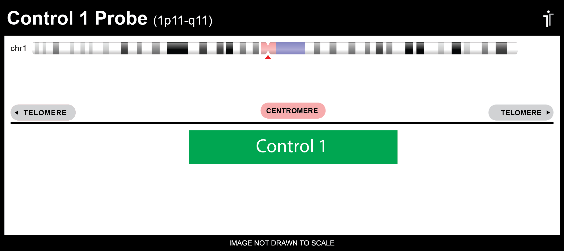 Chromosome