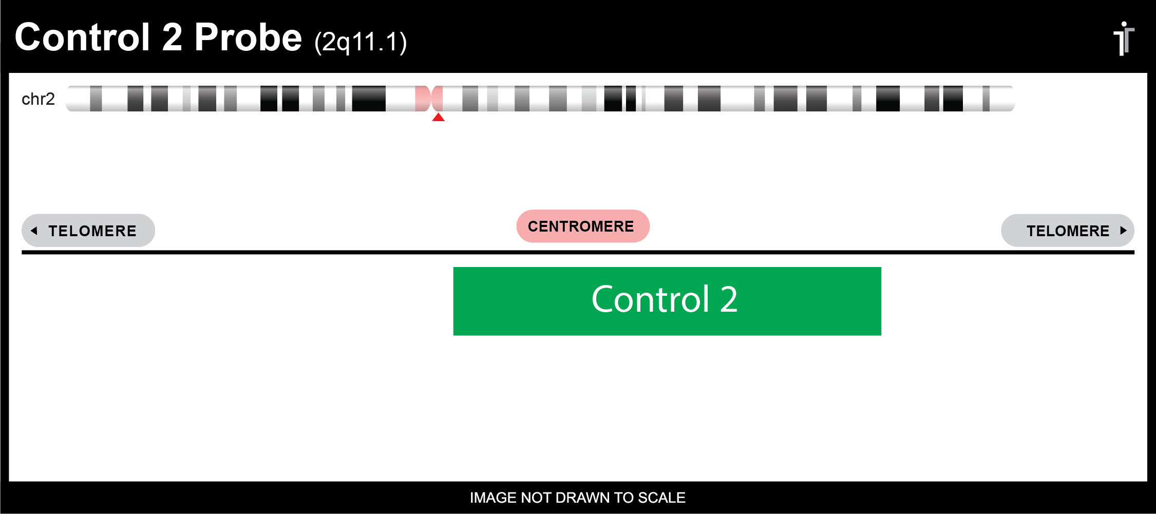 Chromosome