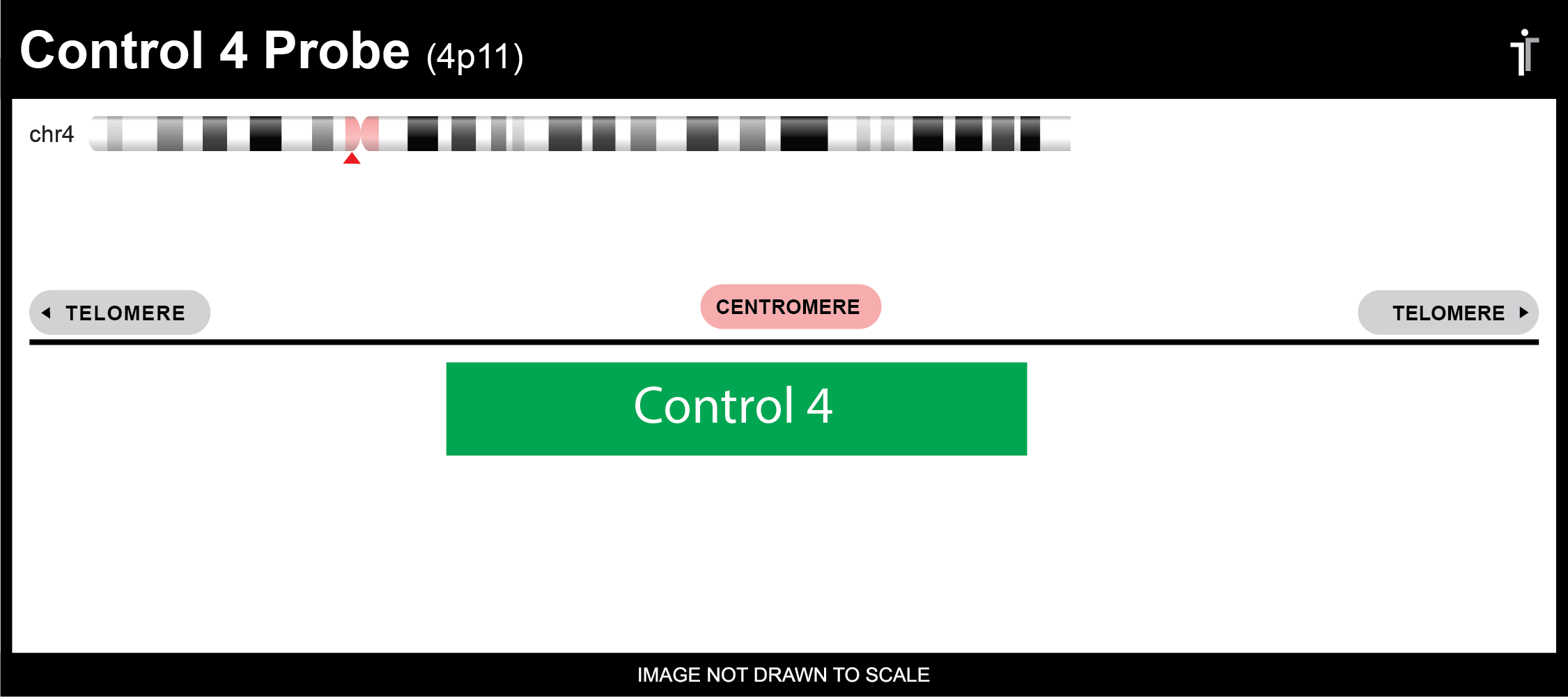 Chromosome