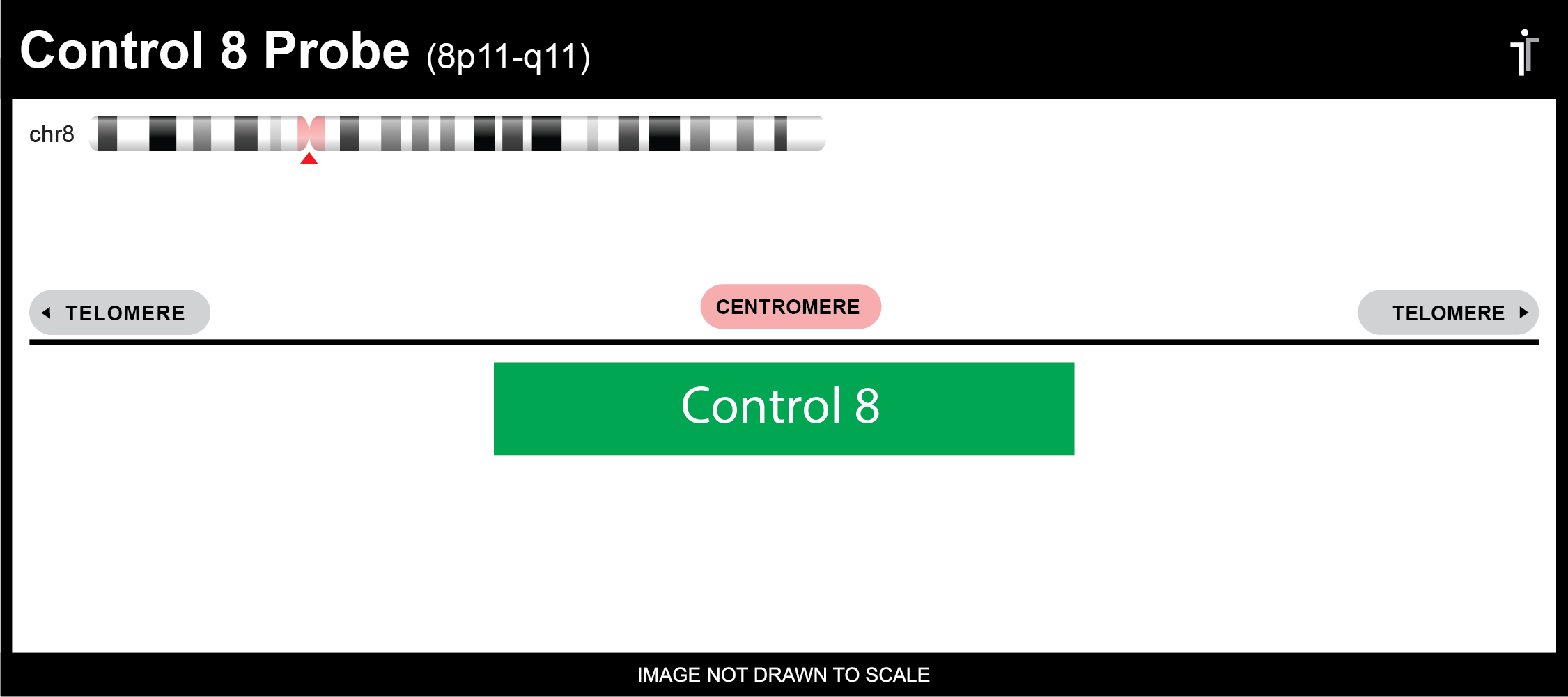 Chromosome