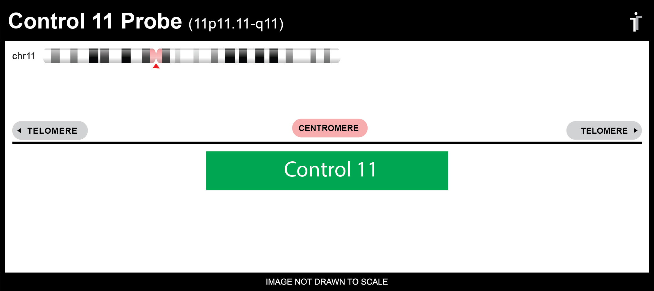 Chromosome