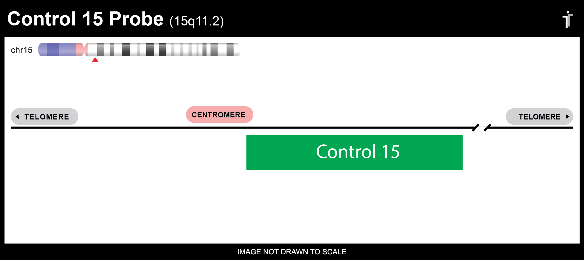 Chromosome