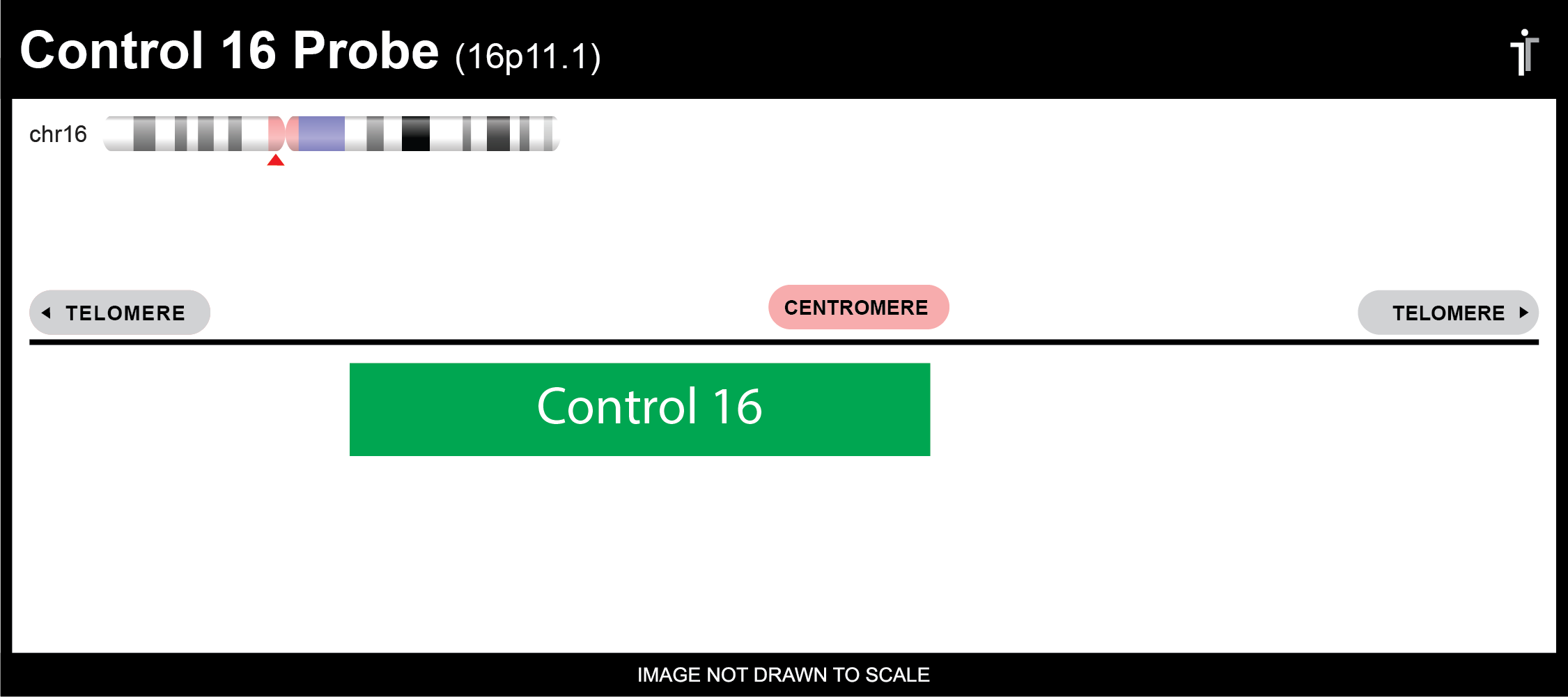 Chromosome